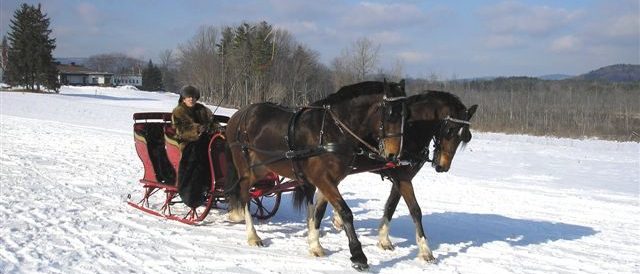 Horses pulling a sled and the rider in the snow
