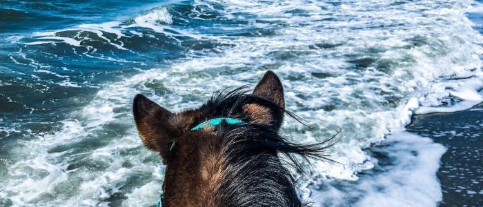 Horseback riding and the ocean view